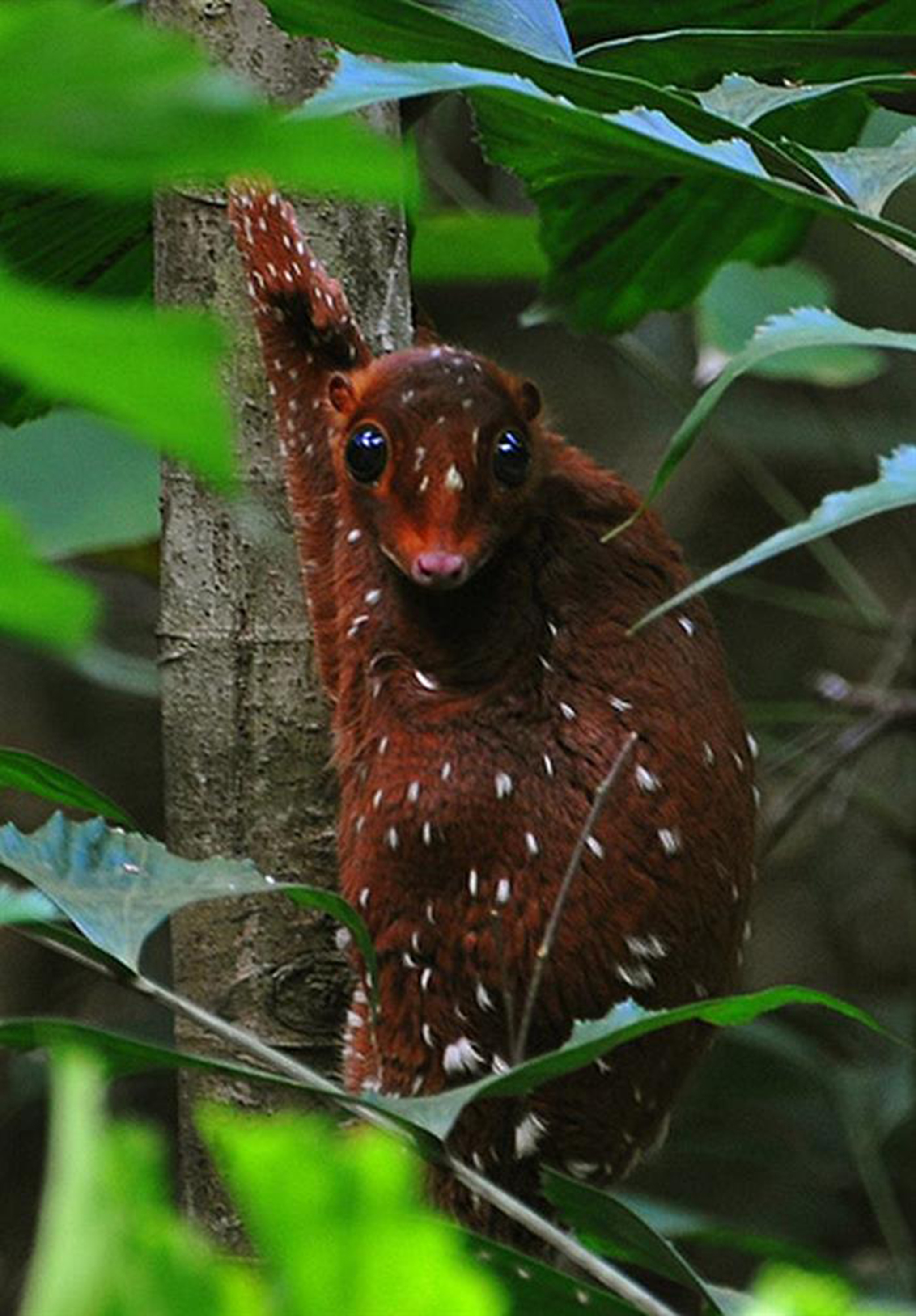 sunda colugo ile ilgili görsel sonucu