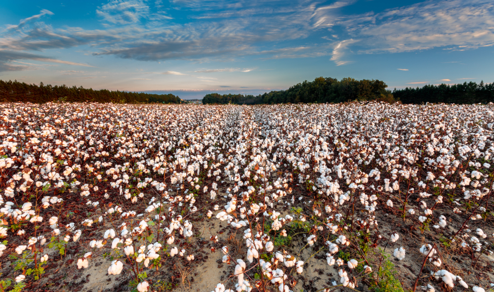 Field Cotton Plants