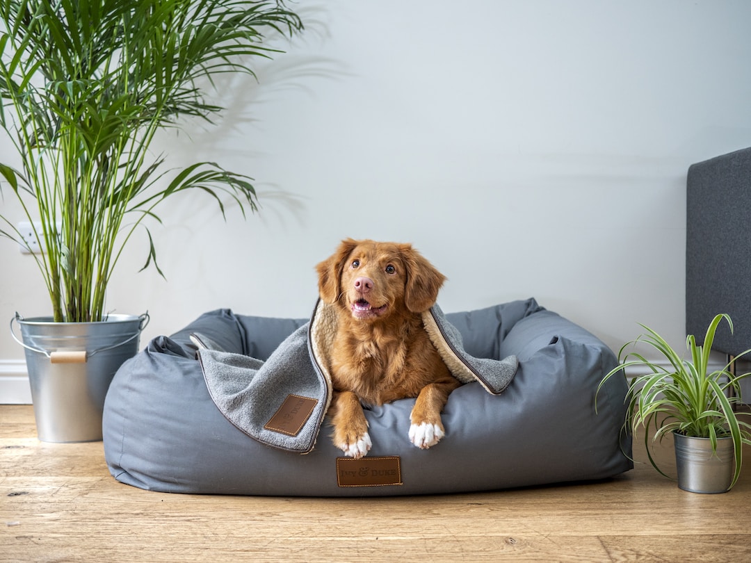Settling In: Helping Your Pet Acclimate
