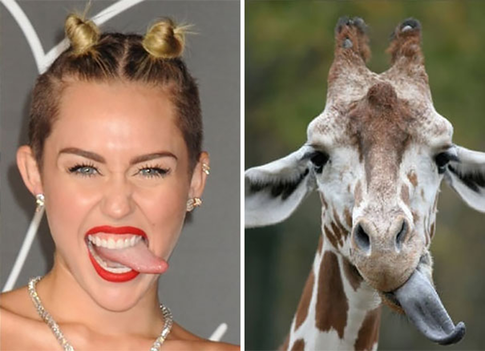 13 Giraffe And Miley Cyrus