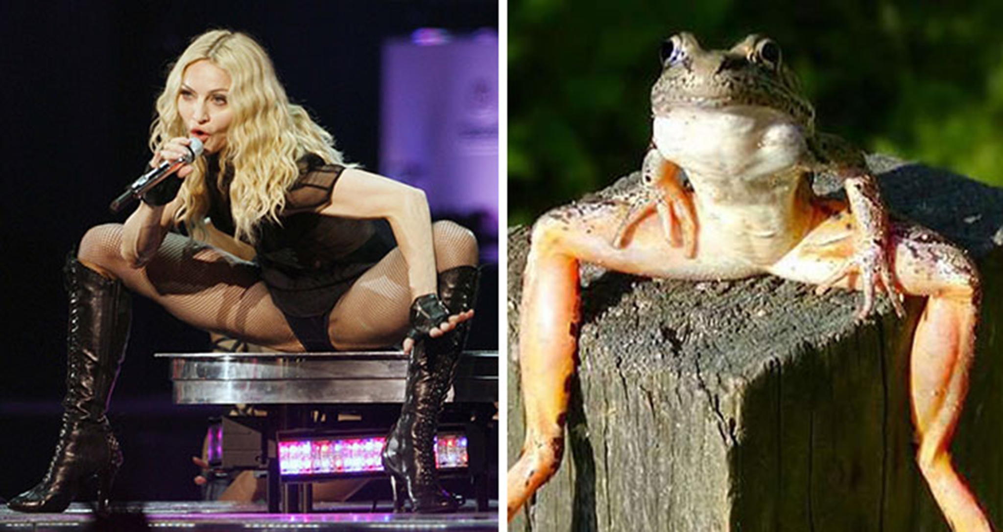 14 Madonna Looks Like A Frog