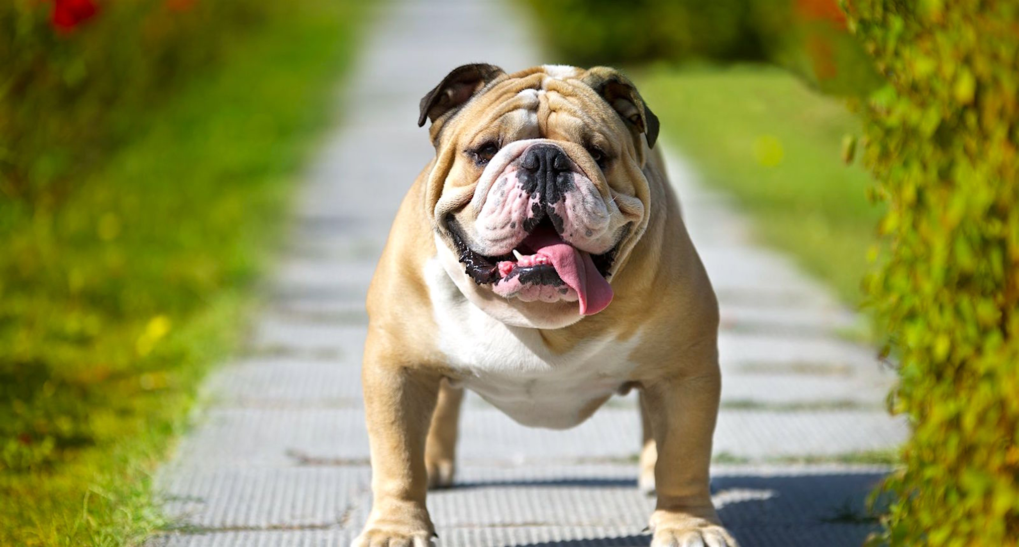 10877583 - english bulldog on green grass field