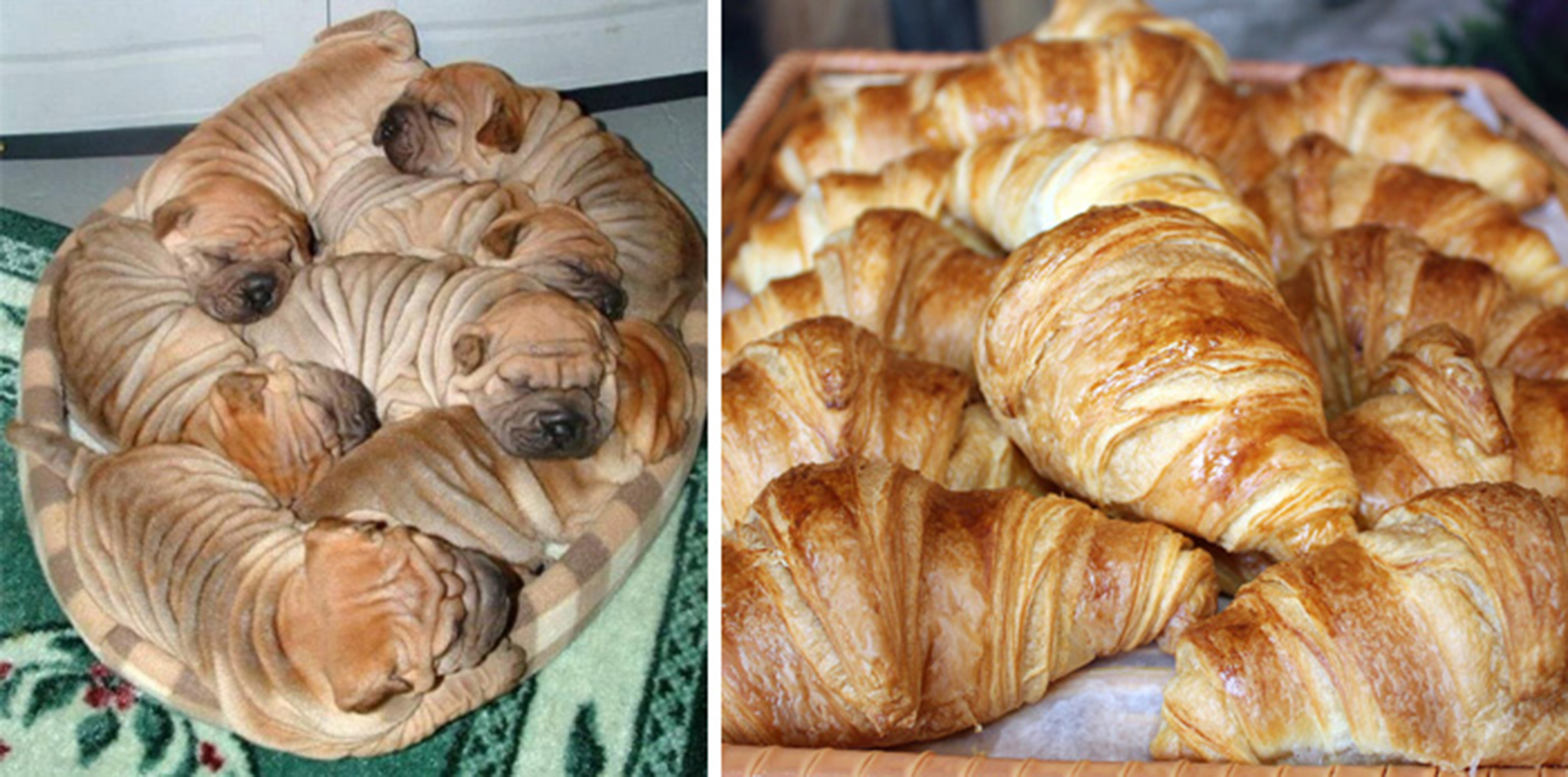 9. These Shar-Pei Puppies Look Like French Croissants