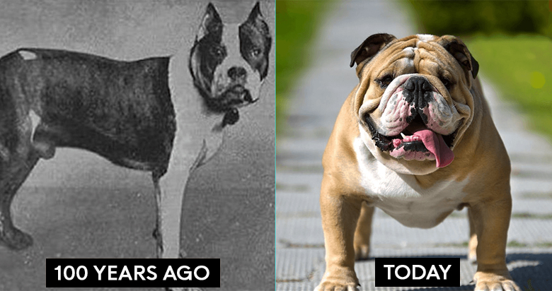 100 years in dog years